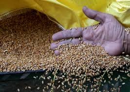 مصر تخطط لإنشاء مركز عالمي للحبوب